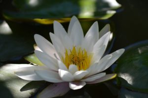 Lotus, image de quiétude